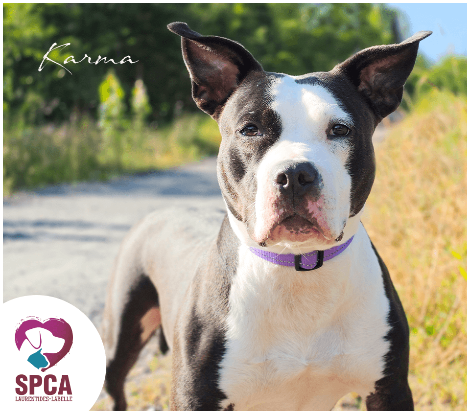 Karma - American Staffordshire Terrier / Terrier Mix available for adoption at SPCA Laurentides-Labelle in Montreal