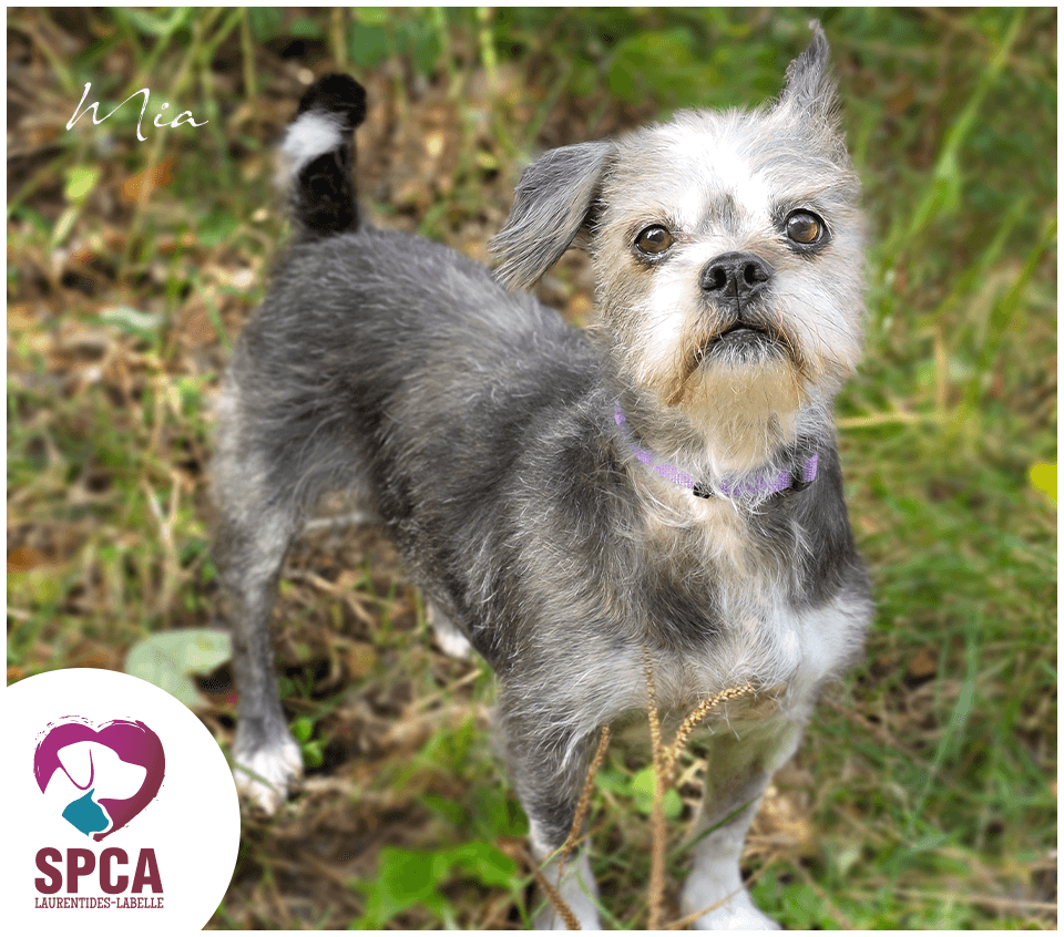 Mia - Terrier Mix available for adoption