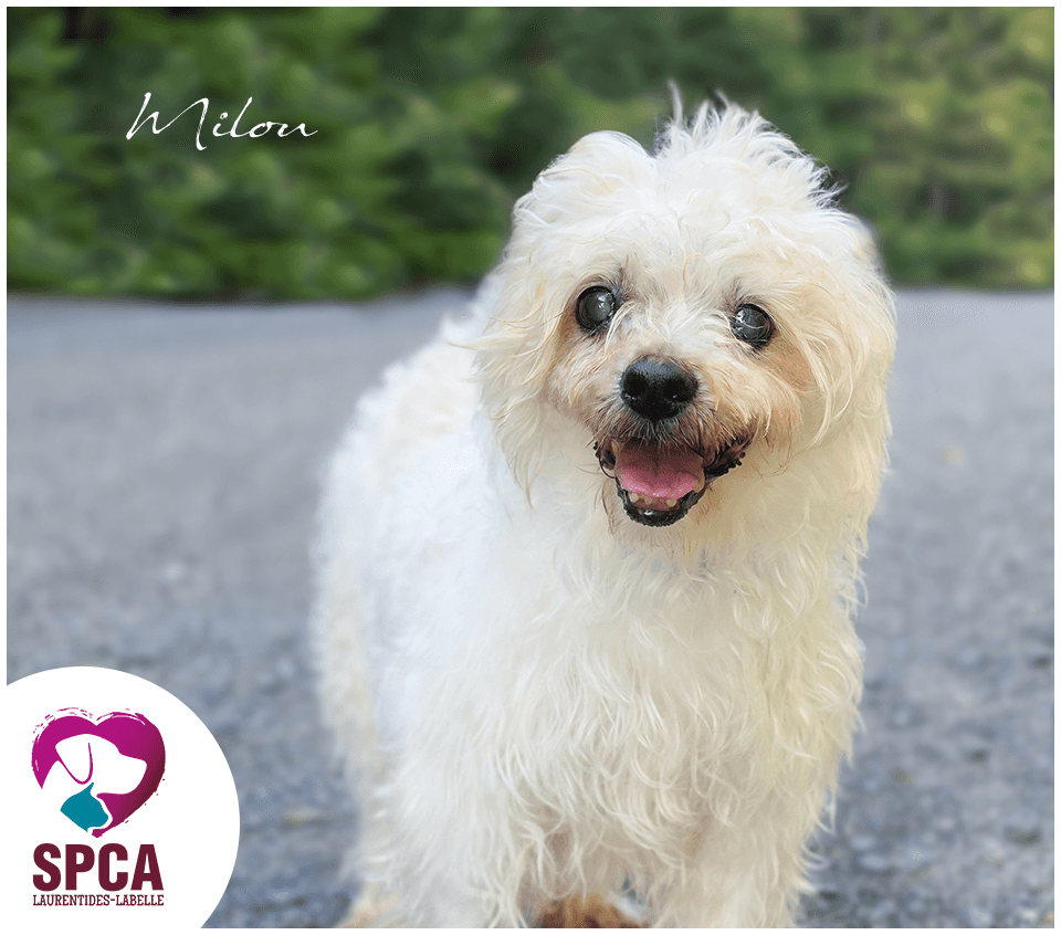 Milou - Mixed Breed available for adoption at SPCA Laurentides-Labelle in Montreal