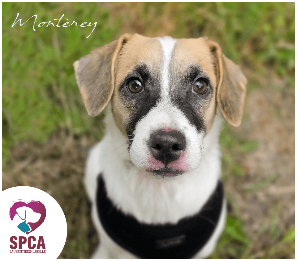 Monterey - Mixed Breed available for adoption