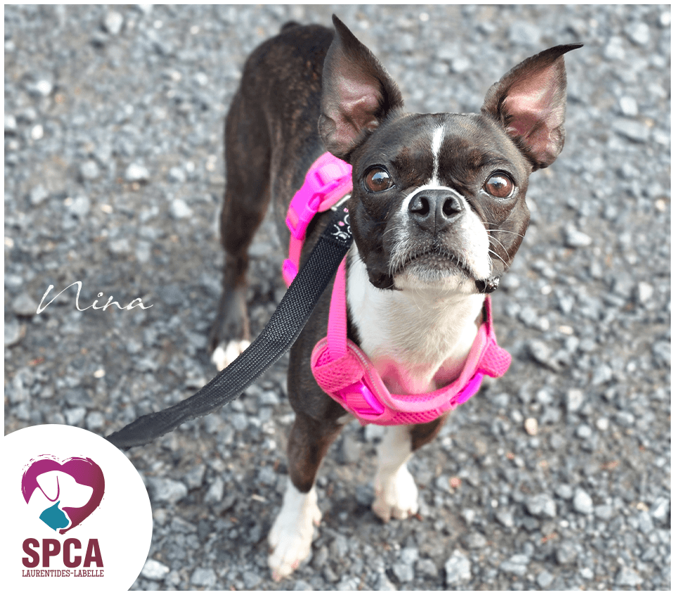 Nina - Terrier available for adoption
