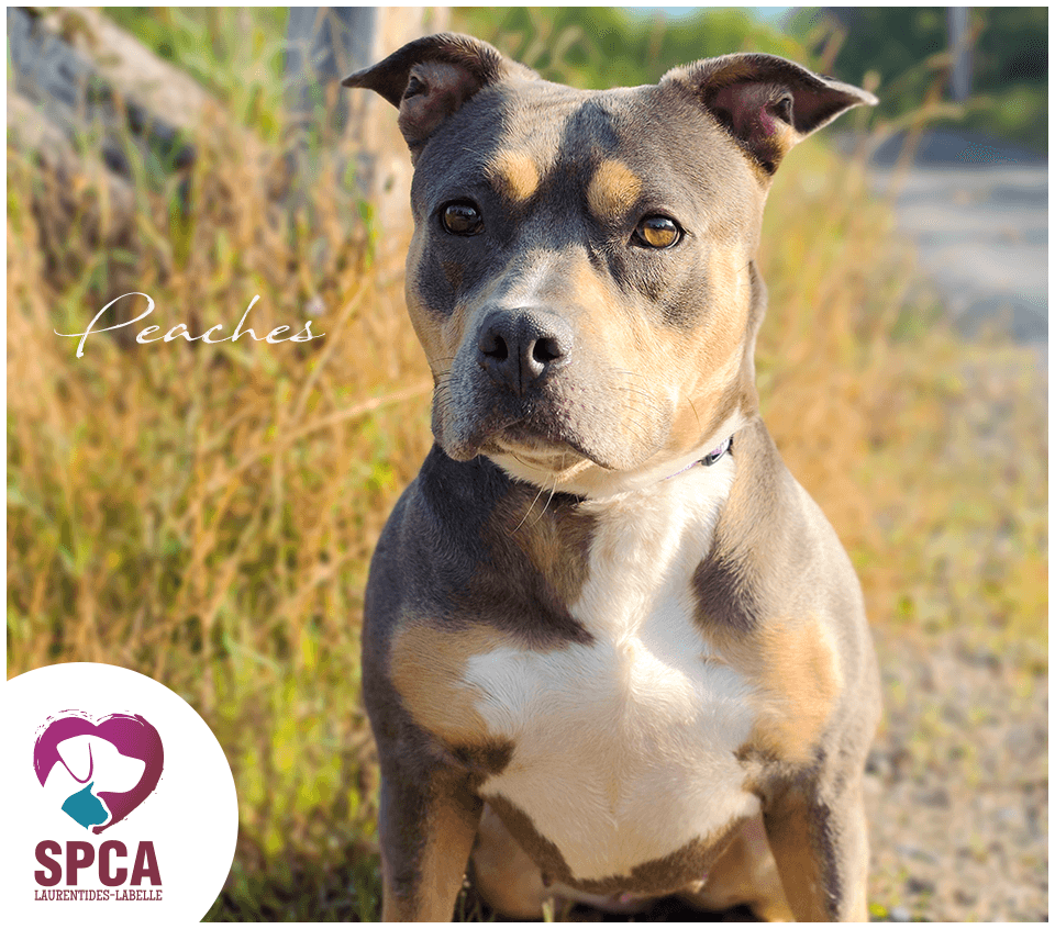 Peaches - Mixed Breed available for adoption at SPCA Laurentides-Labelle in Montreal