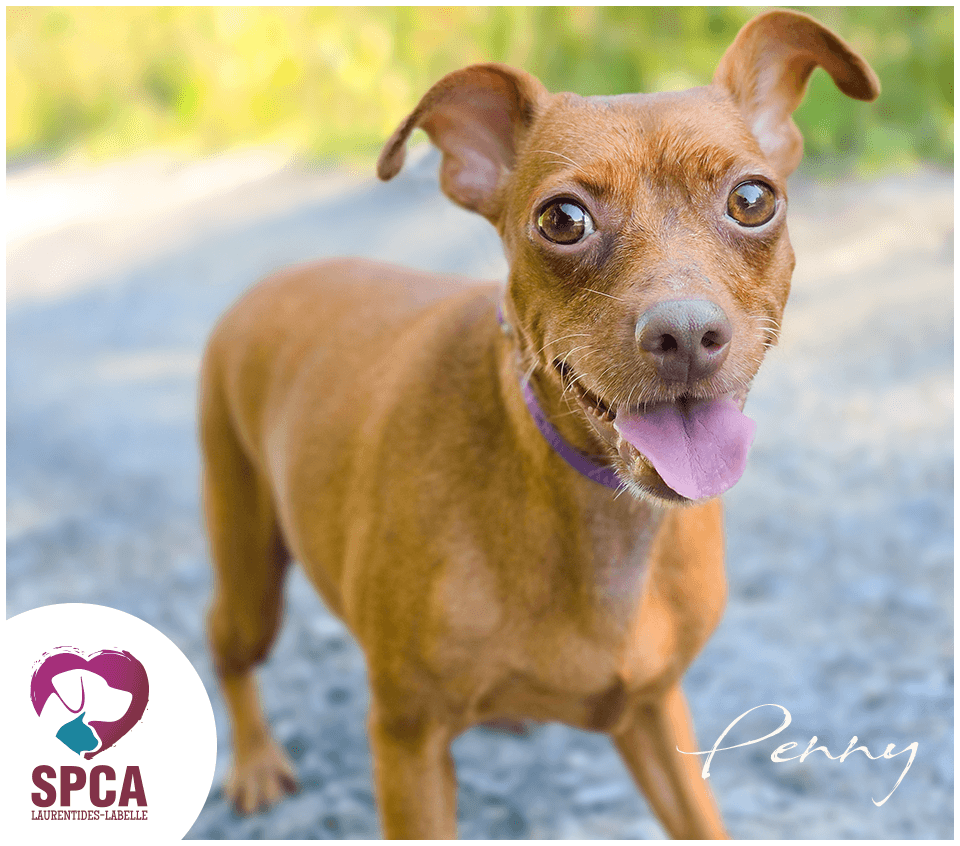 Penny - Mixed Breed available for adoption at SPCA Laurentides-Labelle in Montreal