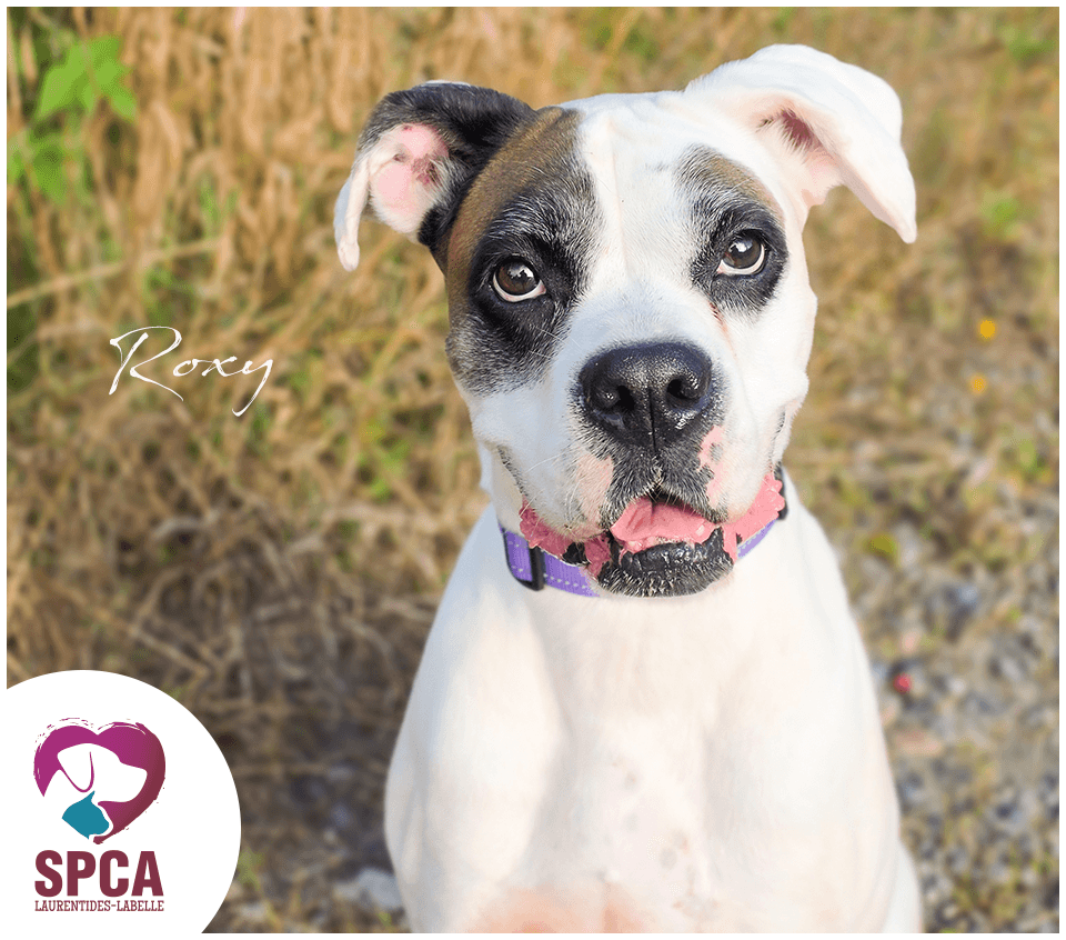 Roxy - Boxer Mix available for adoption at SPCA Laurentides-Labelle in Montreal