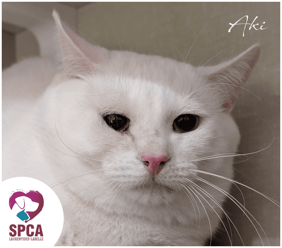 Aki - Domestic Shorthair cat available for adoption at SPCA Laurentides-Labelle in Montreal