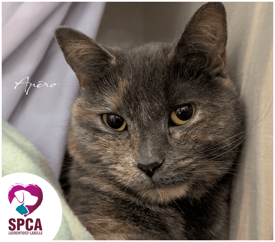 Apero - Domestic Shorthair cat available for adoption at SPCA Laurentides-Labelle in Montreal