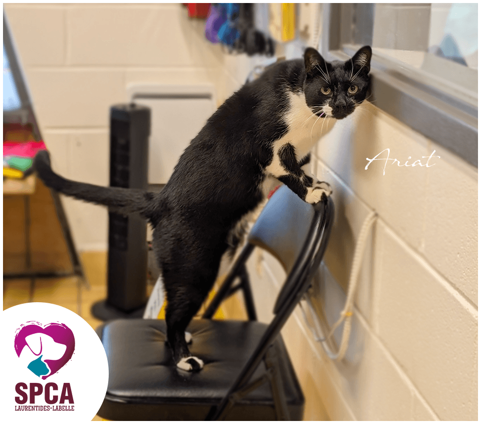 Ariat - Domestic Shorthair cat available for adoption at SPCA Laurentides-Labelle in Montreal