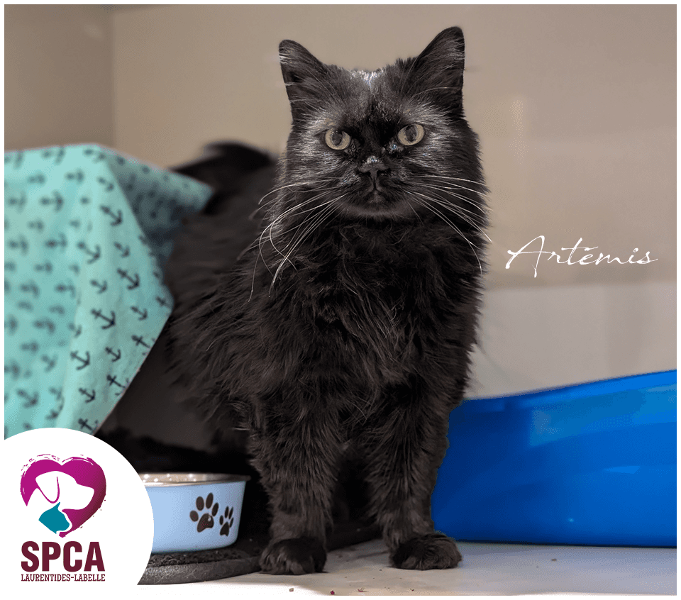 Artemis - Domestic Shorthair cat available for adoption at SPCA Laurentides-Labelle in Montreal