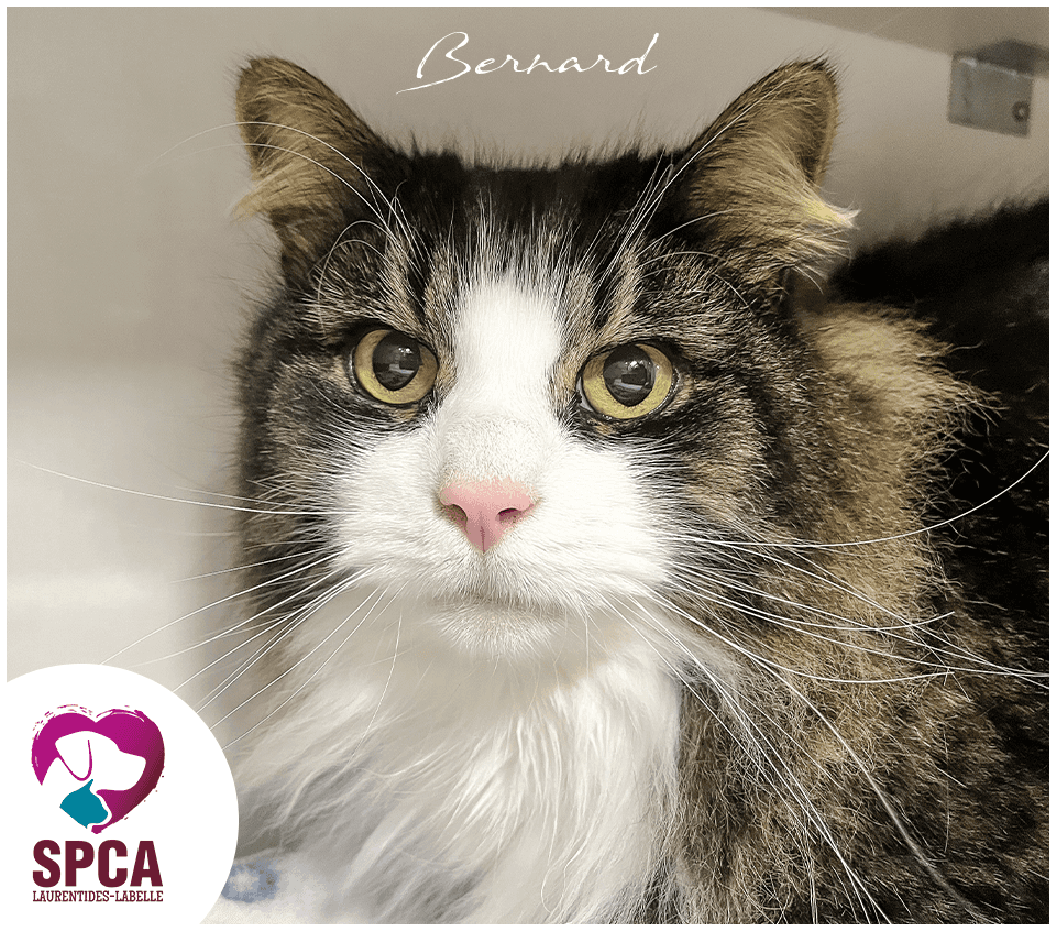 Bernard - Domestic Shorthair cat available for adoption at SPCA Laurentides-Labelle in Montreal