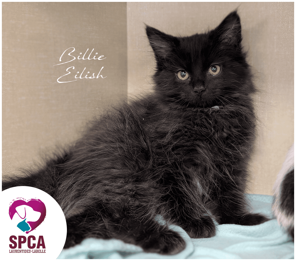 Billie Eilish - Domestic Shorthair cat available for adoption at SPCA Laurentides-Labelle in Montreal