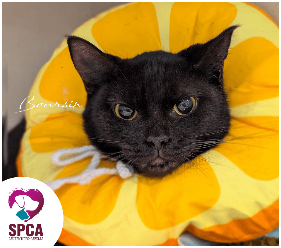 Boursin - Domestic Shorthair cat available for adoption at SPCA Laurentides-Labelle in Montreal