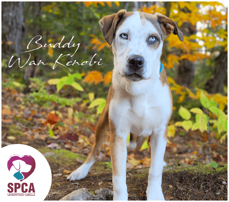 Buddy Wan Kenobi - Mixed Breed available for adoption at SPCA Laurentides-Labelle in Montreal