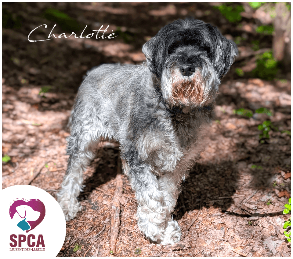 Charlotteschauzer - Schnauzer available for adoption
