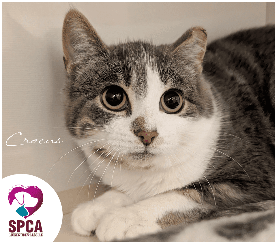 Crocus - Domestic Shorthair available for adoption