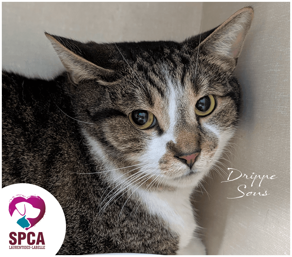 Drippe Sous - Domestic Shorthair cat available for adoption at SPCA Laurentides-Labelle in Montreal