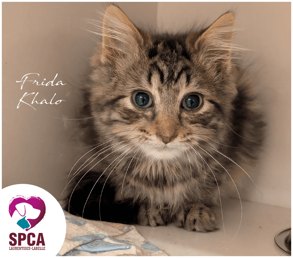 Frida, Domestic Shorthair, chat à adopter au Québec
