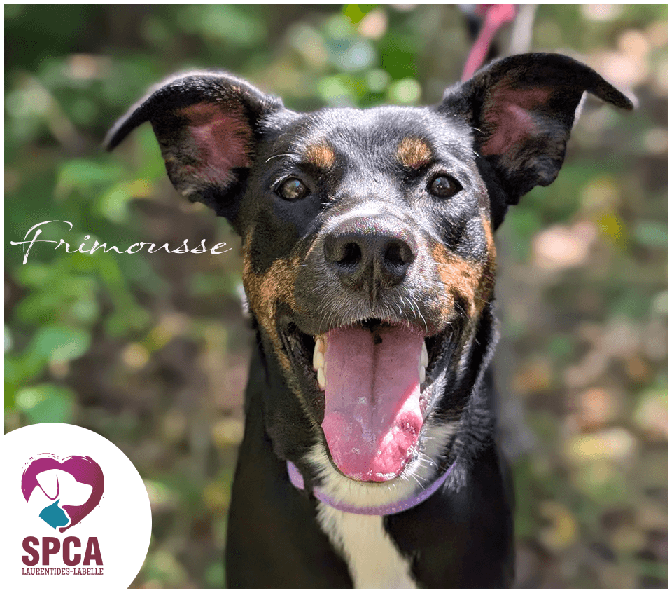 Frimousse - Shepherd Mix available for adoption at SPCA Laurentides-Labelle in Montreal