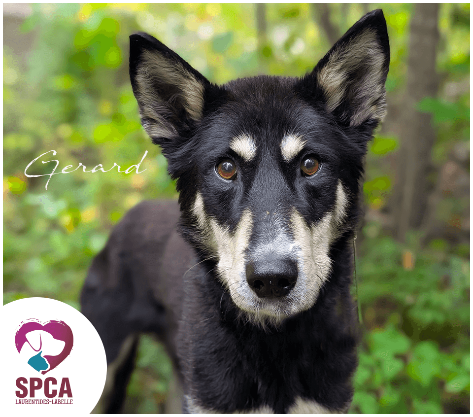 Gerard - Husky Mix available for adoption