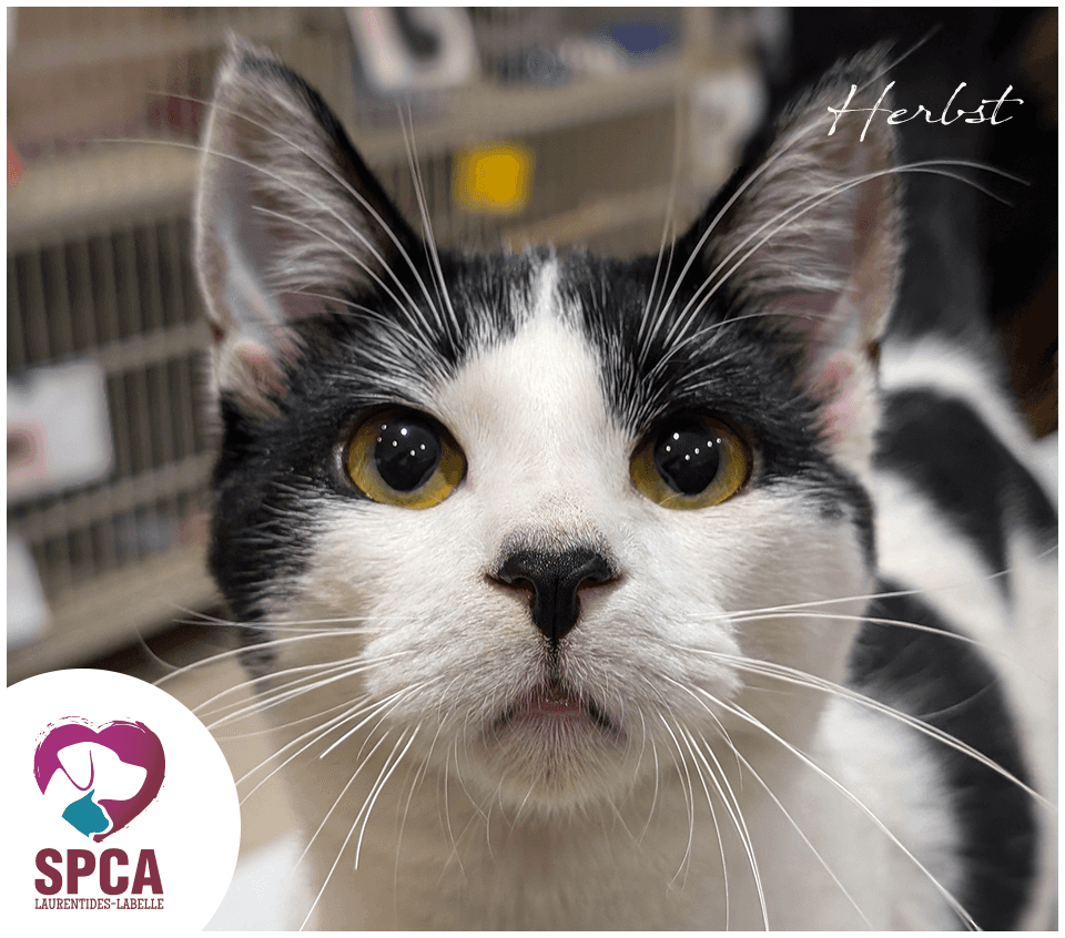 Herbst - Domestic Shorthair cat available for adoption at SPCA Laurentides-Labelle in Montreal