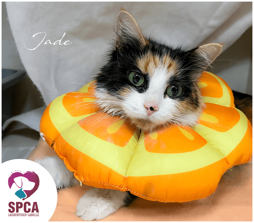 Jade - Domestic Shorthair cat available for adoption at SPCA Laurentides-Labelle in Montreal