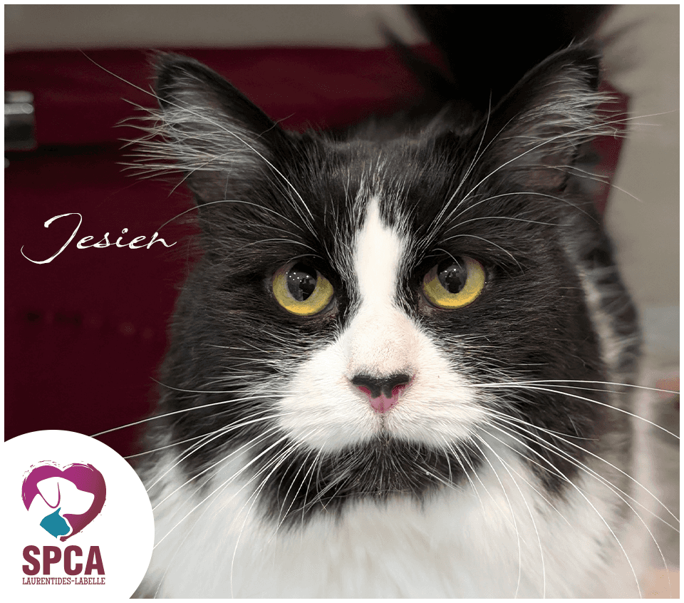 Jesien - Domestic Shorthair cat available for adoption at SPCA Laurentides-Labelle in Montreal