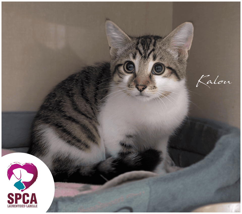 Kalou - Domestic Shorthair cat available for adoption at SPCA Laurentides-Labelle in Montreal