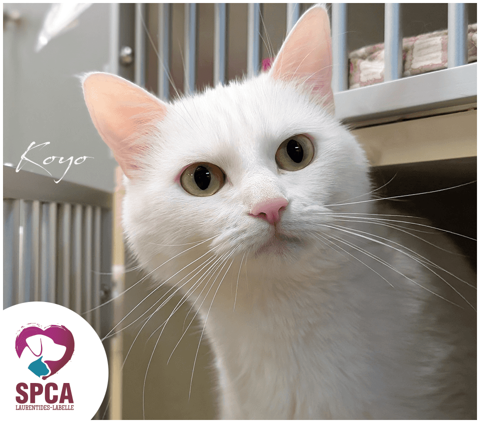 Koyo - Domestic Shorthair cat available for adoption at SPCA Laurentides-Labelle in Montreal