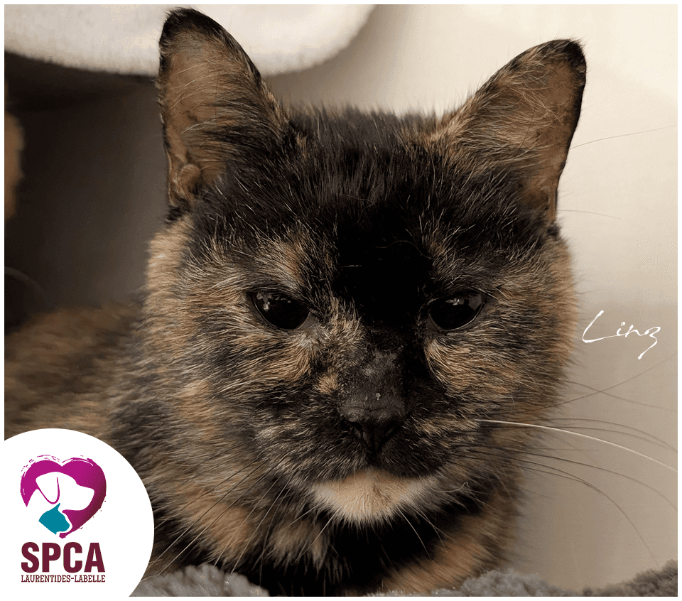 Linz - Domestic Shorthair available for adoption