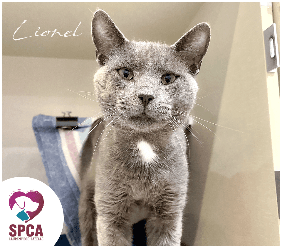 Lionel - Domestic Shorthair cat available for adoption at SPCA Laurentides-Labelle in Montreal