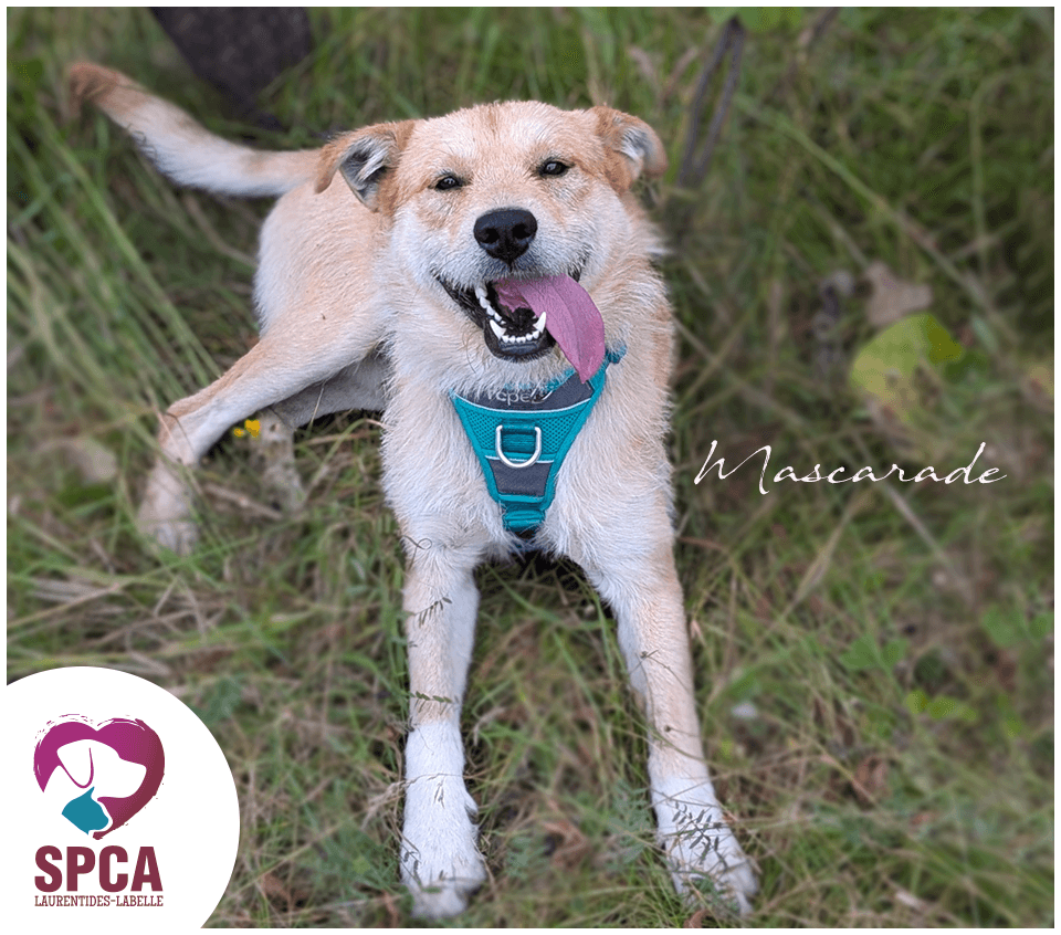 Mascarade - Terrier Mix available for adoption at SPCA Laurentides-Labelle in Montreal
