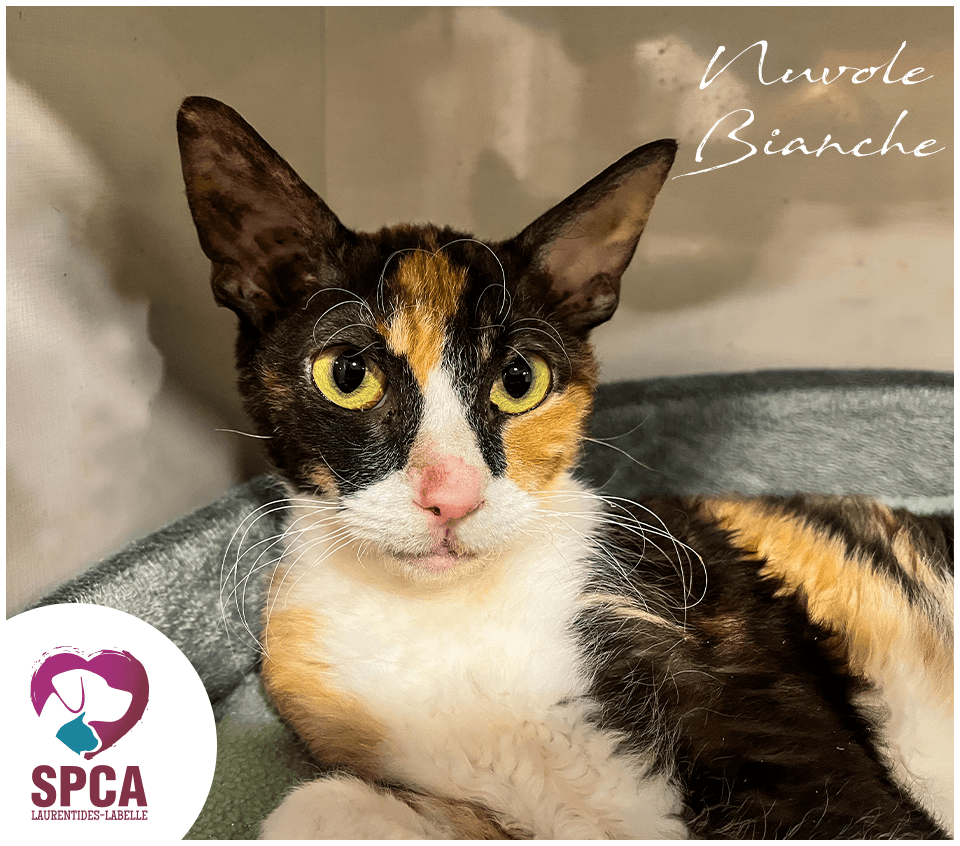 Nuvole Bianche - De race cat available for adoption at SPCA Laurentides-Labelle in Montreal