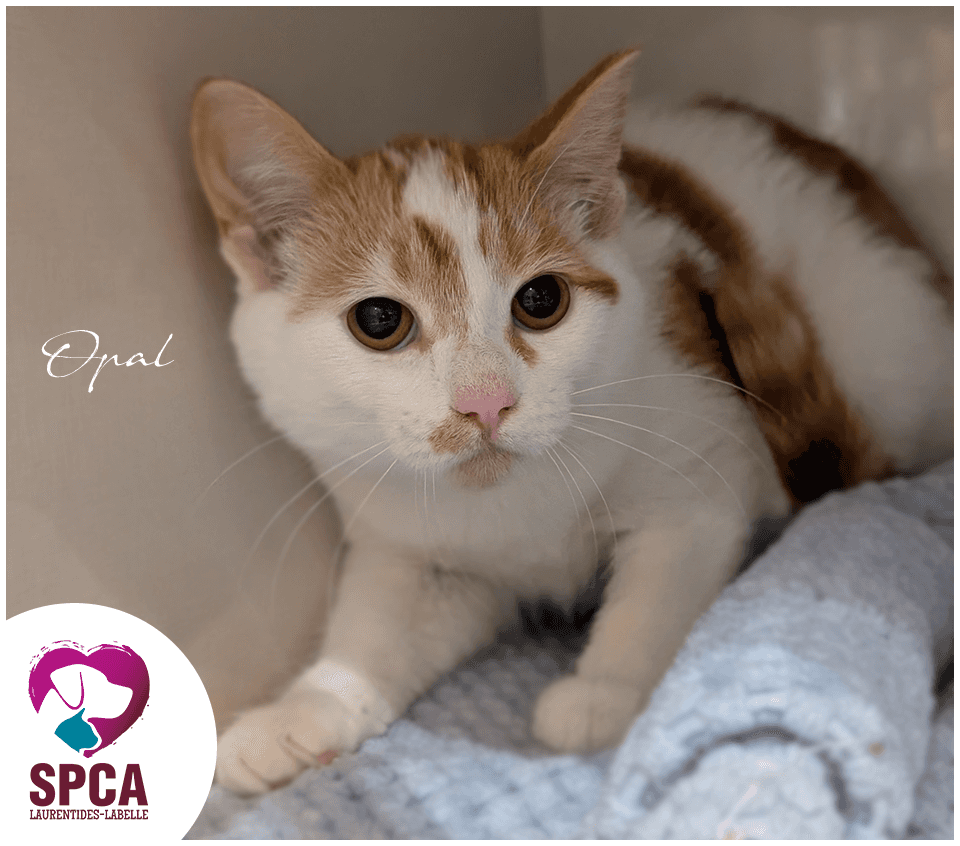Opal - Domestic Shorthair cat available for adoption in Quebec