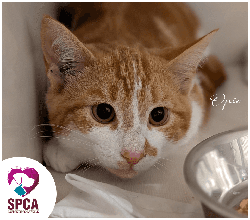 Opie - Domestic Shorthair available for adoption