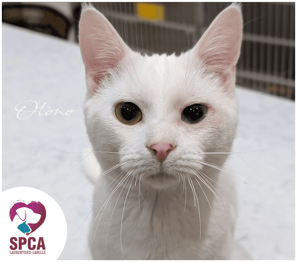 Otono - Domestic Shorthair cat available for adoption at SPCA Laurentides-Labelle in Montreal