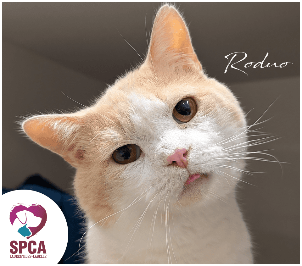 Roduo - Domestic Shorthair cat available for adoption at SPCA Laurentides-Labelle in Montreal
