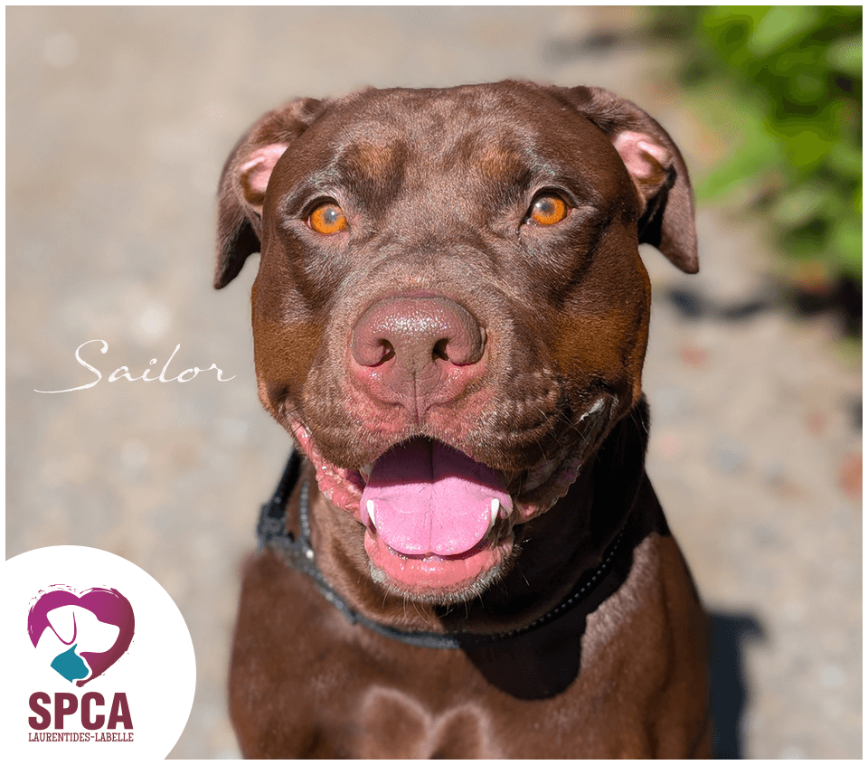 Sailor - Labrador Retriever available for adoption
