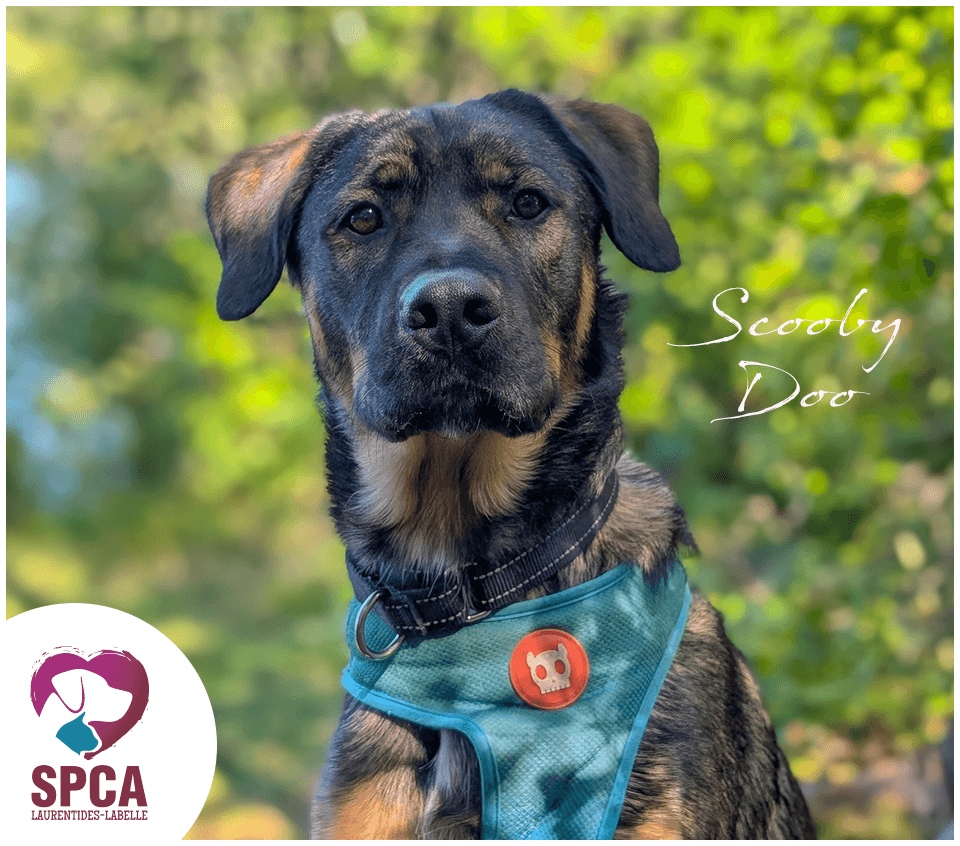 Scoobydoo - Australian Shepherd / Cane Corso Mix available for adoption
