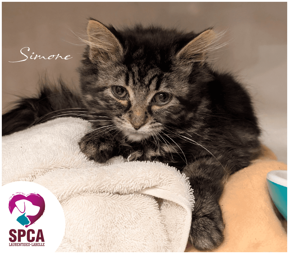 Simone, Domestic Shorthair, chat à adopter au Québec