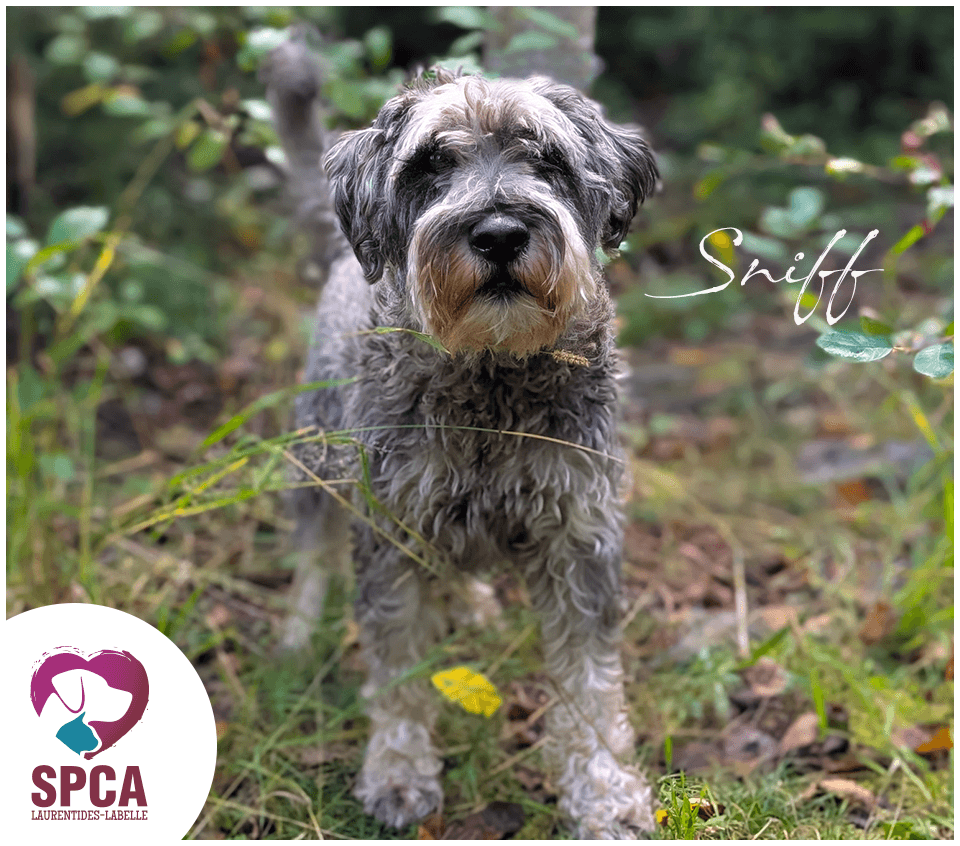 Snif - Schnauzer available for adoption at SPCA Laurentides-Labelle in Montreal