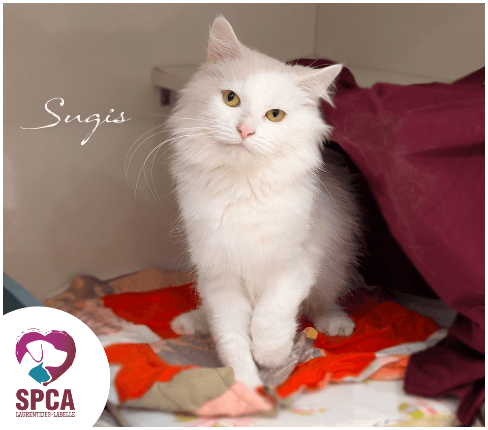 Sugis - Domestic Shorthair cat available for adoption at SPCA Laurentides-Labelle in Montreal