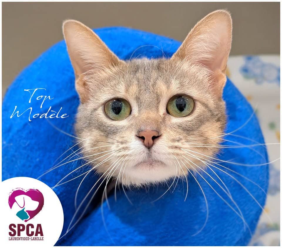 Top Modele - Domestic Shorthair cat available for adoption at SPCA Laurentides-Labelle in Montreal