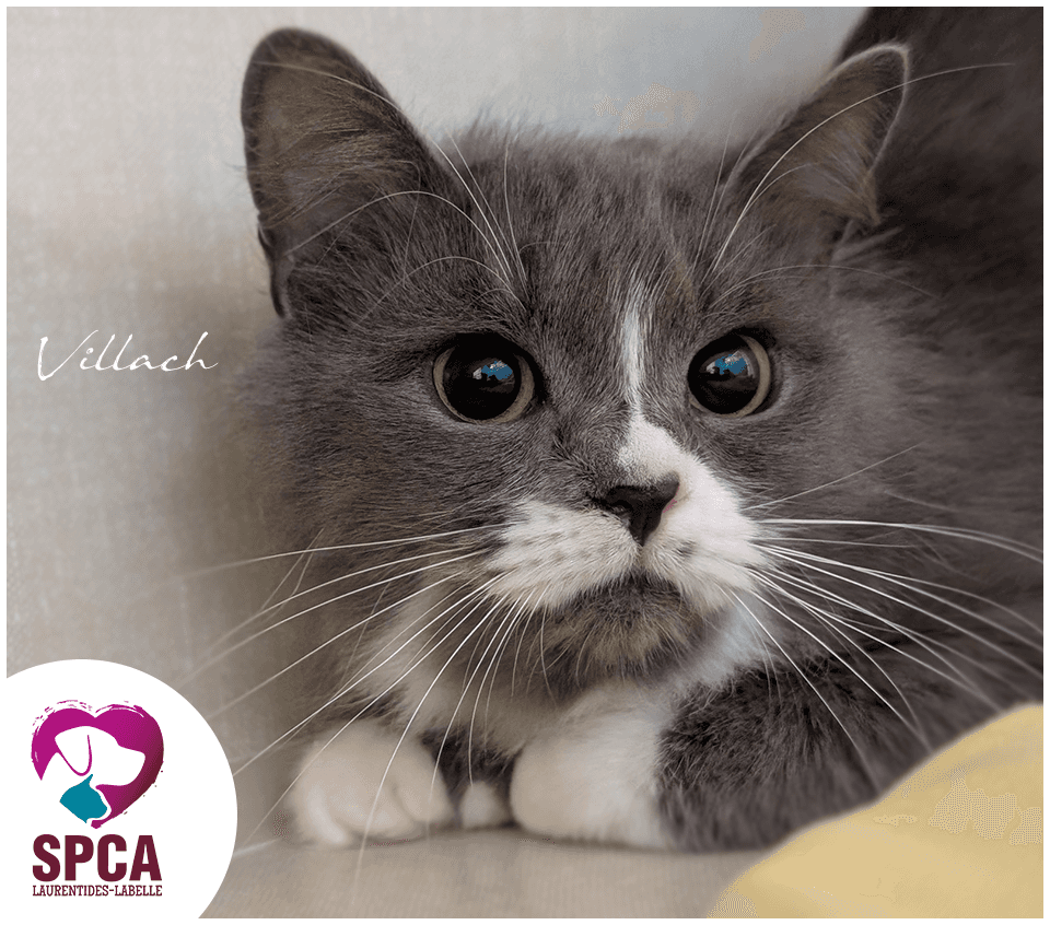 Villach - Domestic Shorthair available for adoption