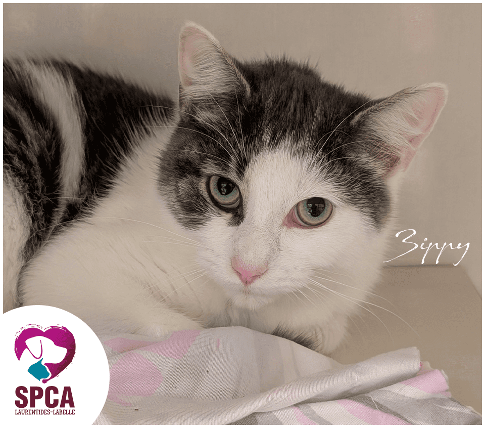 Zippy - Domestic Shorthair available for adoption