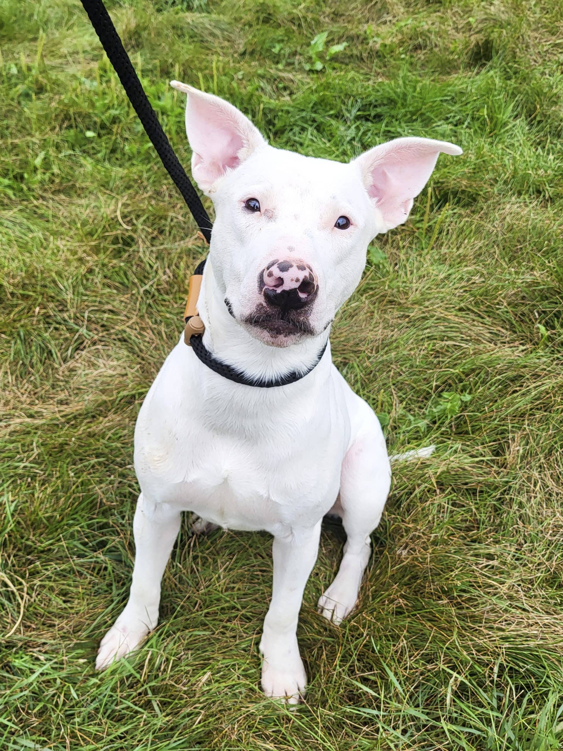 Bino - Bull Terrier available for adoption