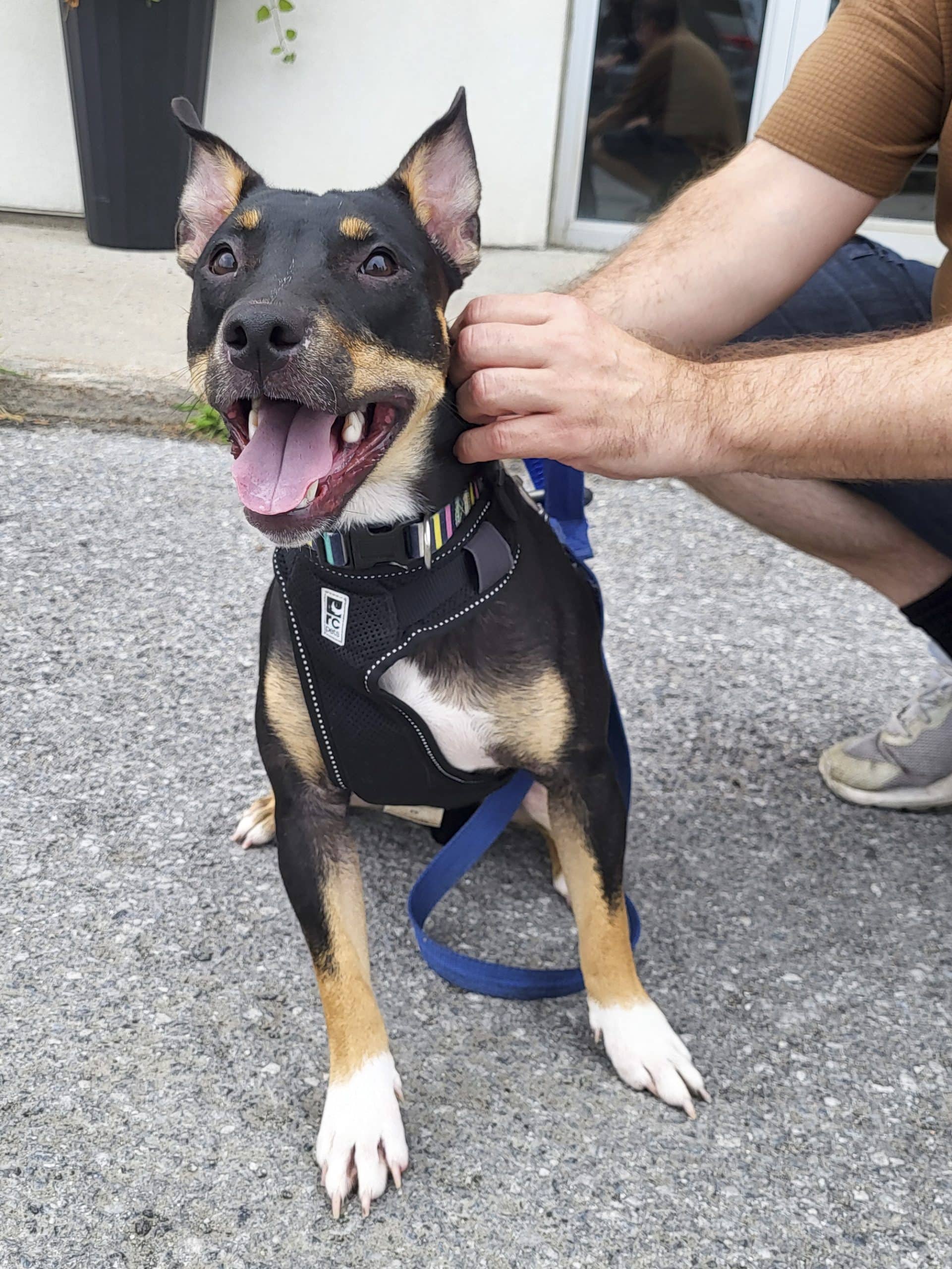 Chaï - Bull Terrier available for adoption