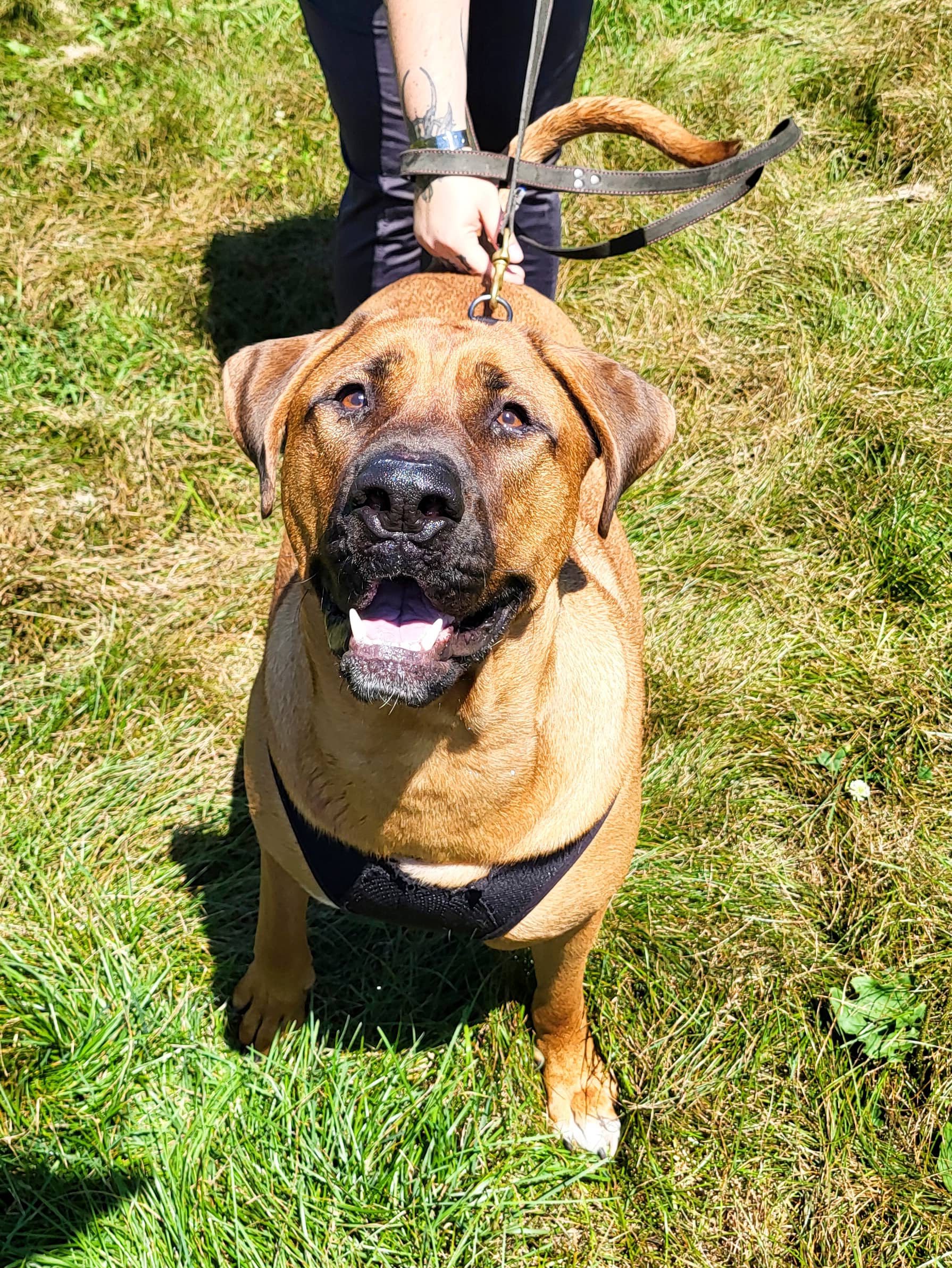 Latte - Boxer available for adoption