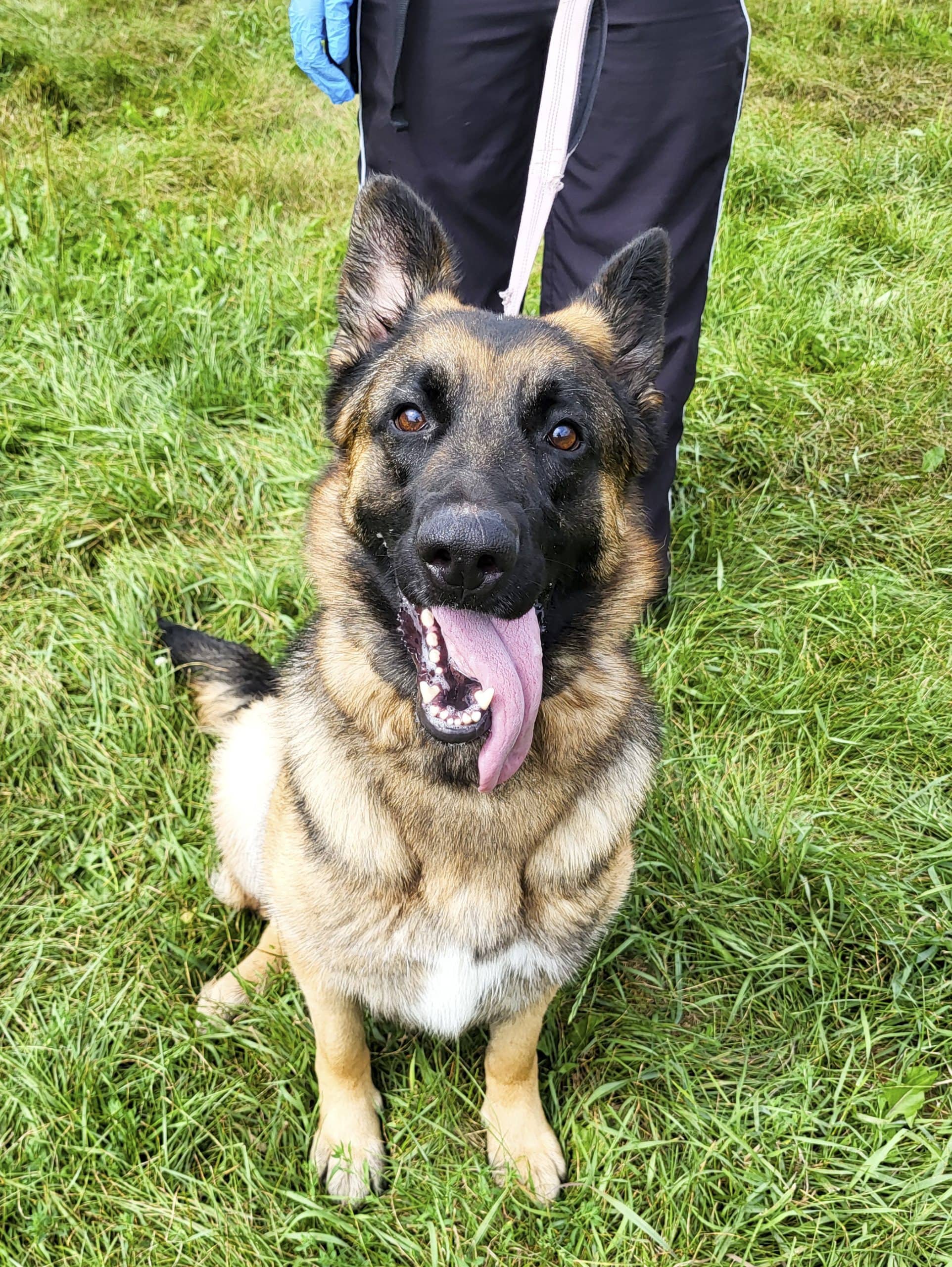 Mollie - Mixed Breed available for adoption