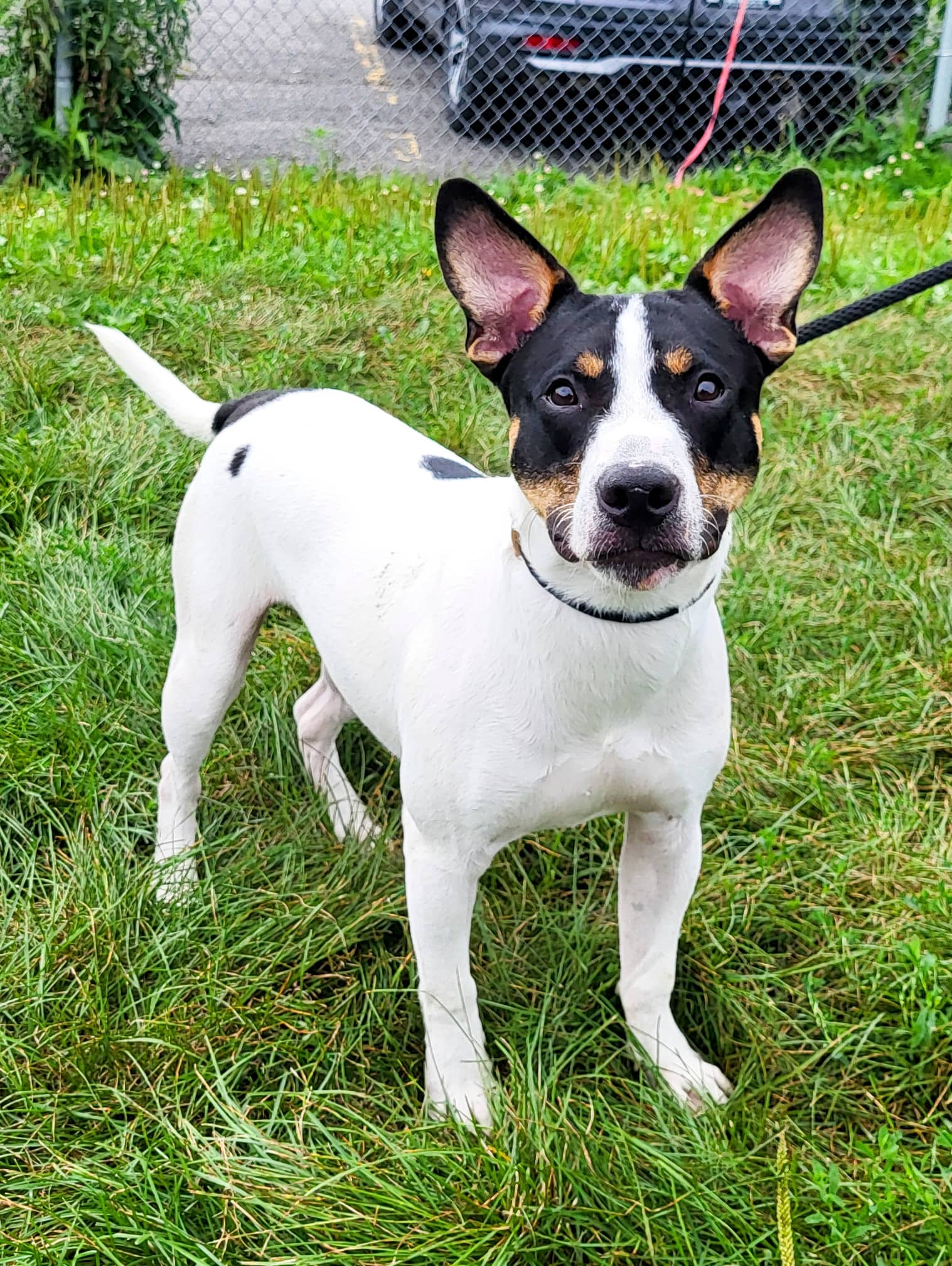 Volcan - Bull Terrier available for adoption