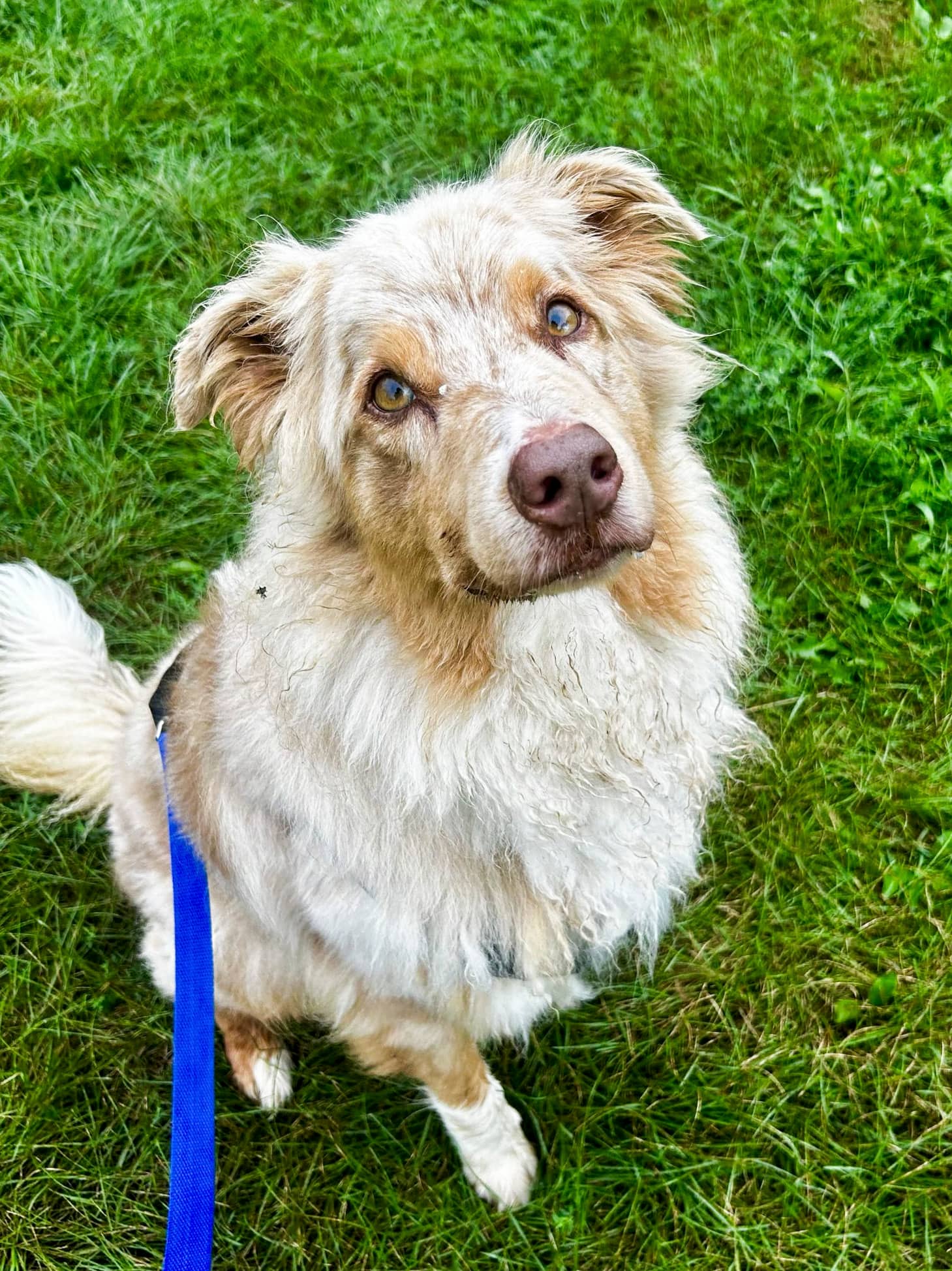 Benzo - Mixed Breed available for adoption at SPCA de l'Outaouais in Gatineau