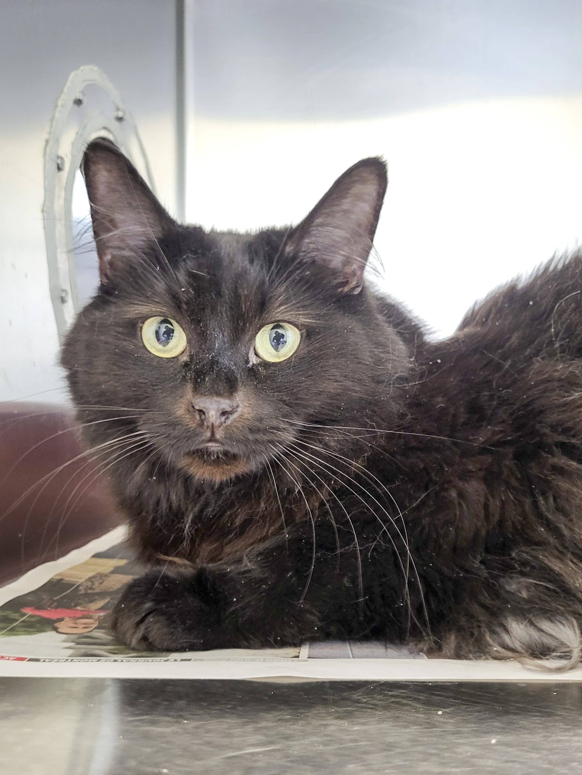 Cocotte - Domestic Shorthair cat available for adoption at SPCA de l'Outaouais in Gatineau